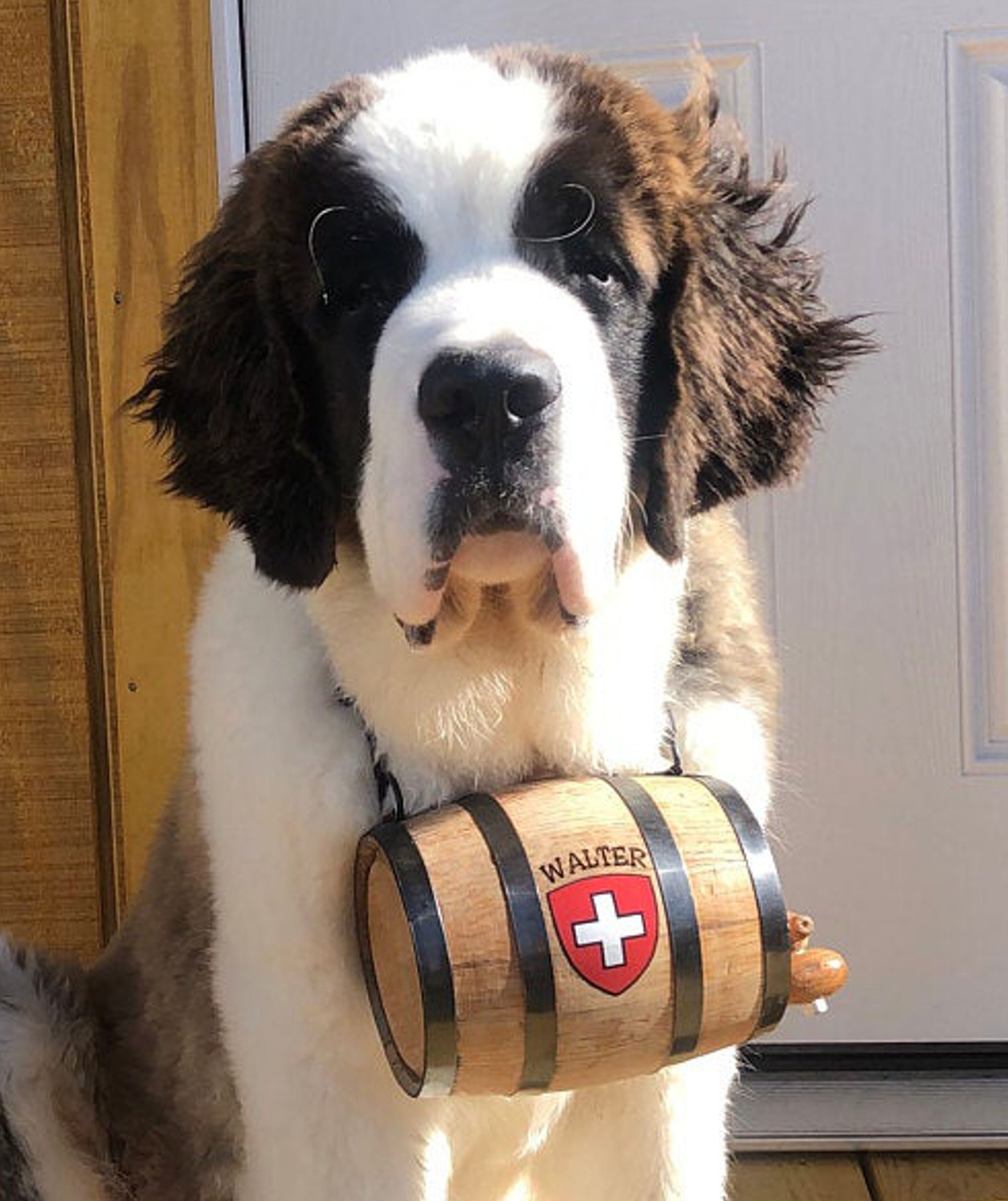 Saint Bernard Barrel With Decal and Engraving - Etsy