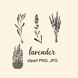 Lavendel Clipart, Sofortiger Download Lavendel, Botanische Illustration, Natur, Blumen Clipart, PNG, JPG Dateien, Lavendel Korb Clipart