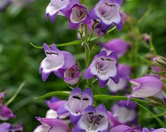 40 PENSTEMON SHELL LEAF DEER RESISTANT/ RARE LARGE BEARDTONGUE FLOWER SEEDS 40 PENSTEMON SHELL LEAF DEER RESISTANT/ RARE LARGE BEARDTONGUE FLOWER SEEDS