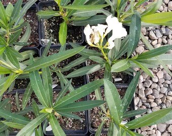 Oleander