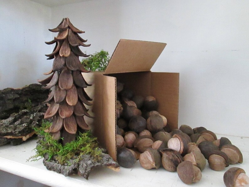 Hickory Nuts With Half Hulls, Craft Supplies Etsy