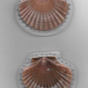 May include: Two scallop shells are displayed in clear plastic cases. The shells are a light brown color with a slightly pink hue. The shells are closed and have a smooth, textured surface.