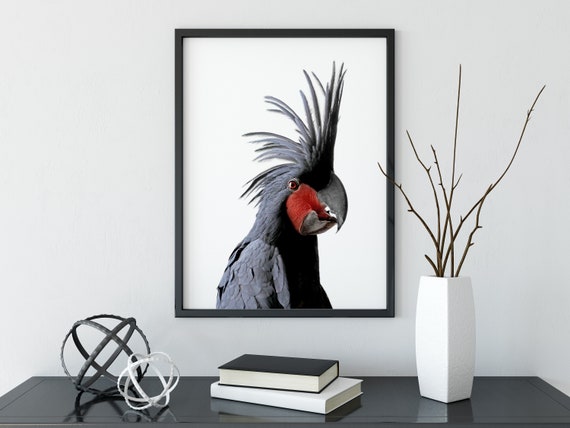 Rysunek Papugi Do Wydrukowania Rysunki HD