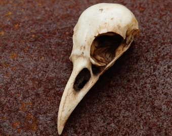 Raven Skull Hair Clip Raven Skull Hair