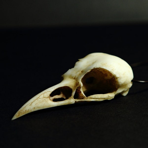 Crane de corbeau réplique en pendentif Bone Jewelry Raven Skull Necklace Resin Cast Skull, Crow, Goth Bird Skull, Gothic Gift, Skull Jewelry