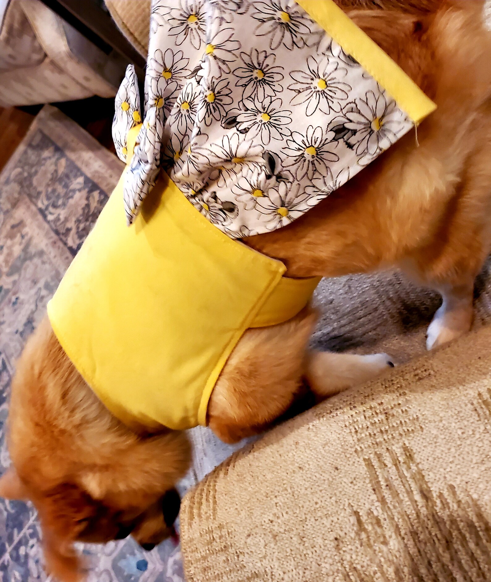 Dog Dress Spring/summer Daisies Yellow Cute Dog Clothes Etsy