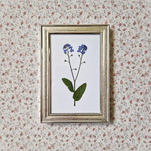 May include: A framed artwork featuring pressed blue forget-me-nots. The flowers are displayed on white paper within a silver-coloured ornate frame. The background is a floral patterned wallpaper.