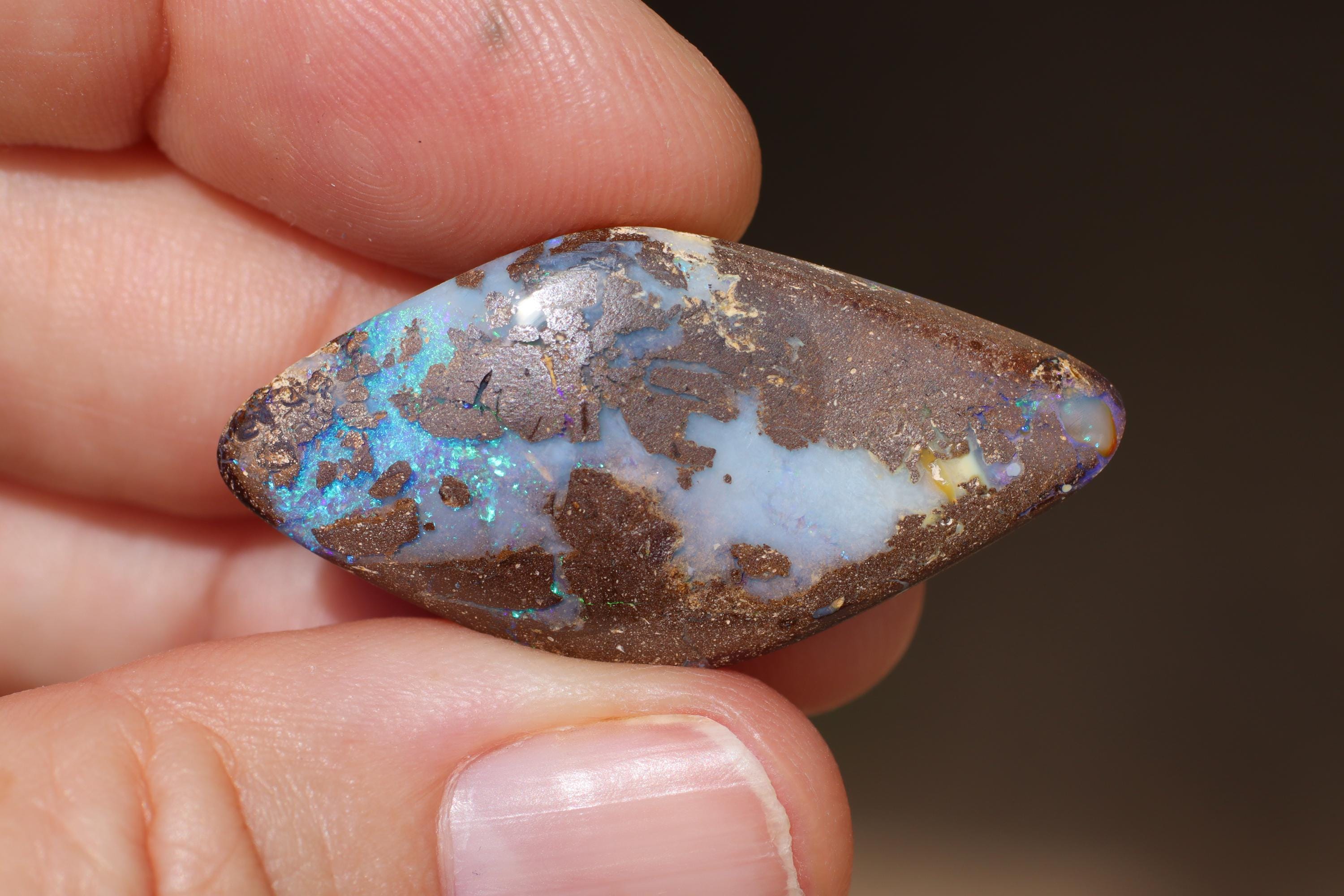 美品　大型　レア　コットンボラ　オーストラリア産　標本　アンティーク 美品 大型 レア コットンボラ オーストラリア産 標本 アンティーク 美