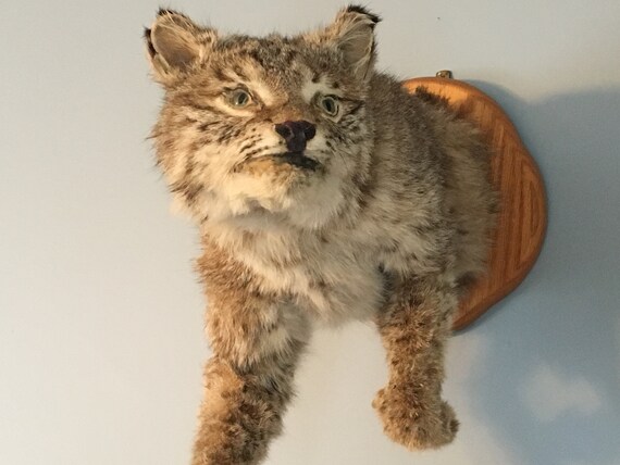 stuffed bobcat