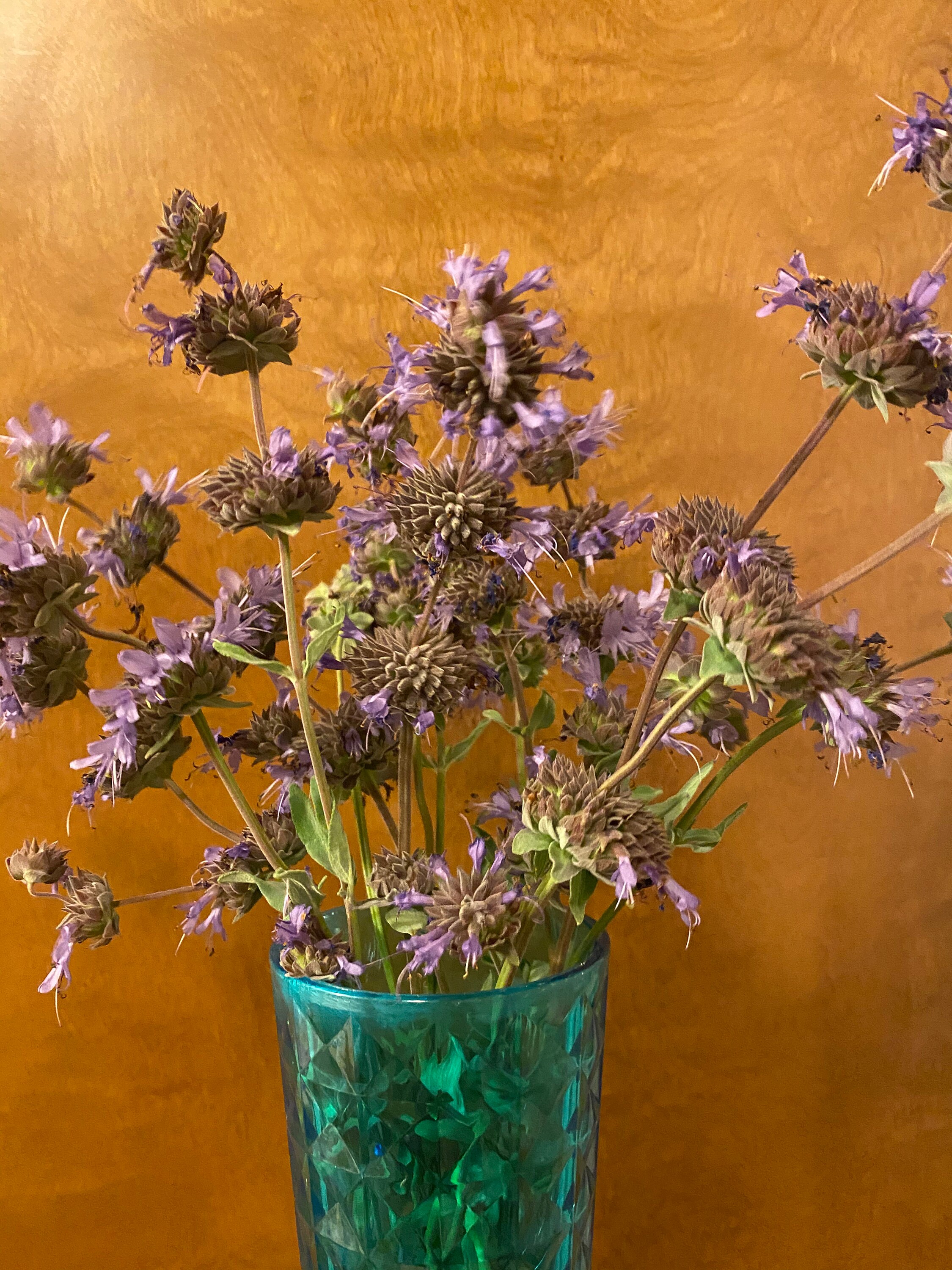 Recortes frescos de salvia azul salvia clevelandii | Etsy