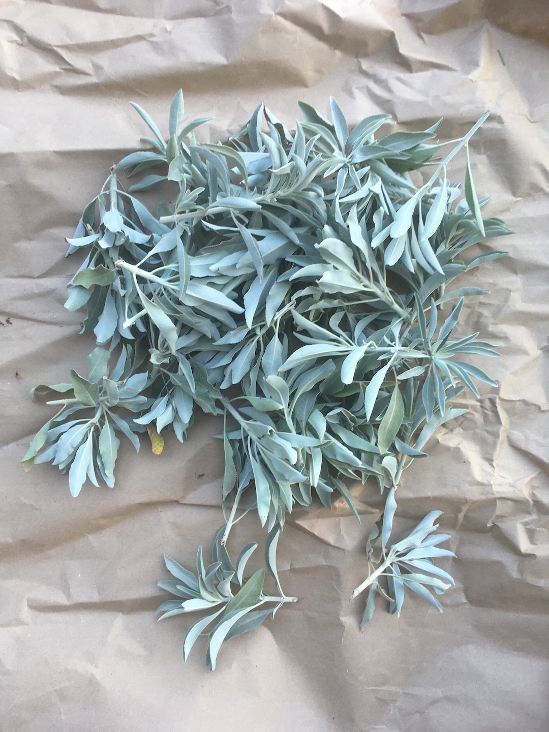 SMUDGING HERBS: CALIFORNIA WHITE SAGE – Ume