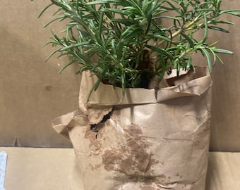 Rosemary Live Plants - Shipped nonpotted bare root - Rosmarinus officinalis Evergreen Woody Herb