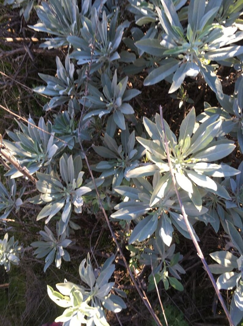 65 California White Sage SEEDS Salvia Apiana Plant Seeds