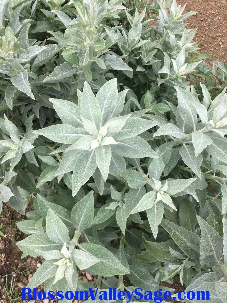 30 65 California White Sage SEEDS Salvia Apiana Plant