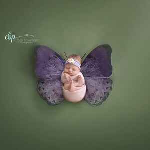 Newborn Butterfly Digital Background/Backdrop For Photographers