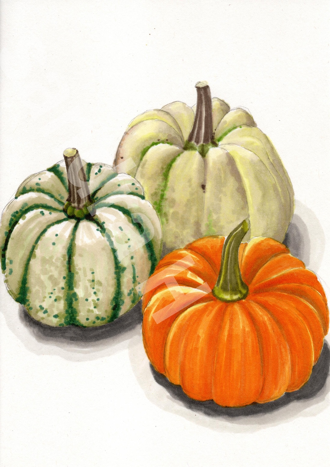 Limited Edition Print of a Pen and Ink Drawing of Pumpkins - With Frame ...