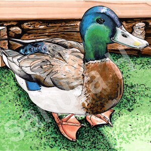 Limitierter Druck einer Pen and Ink Zeichnung von Stockente namens Donald - With Frame