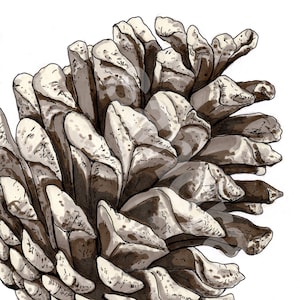 Limited Edition Print of a Pen and Ink drawing of a Pine Cone - With Frame
