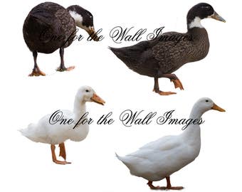 Duck overlay, png files 12 ducks in total