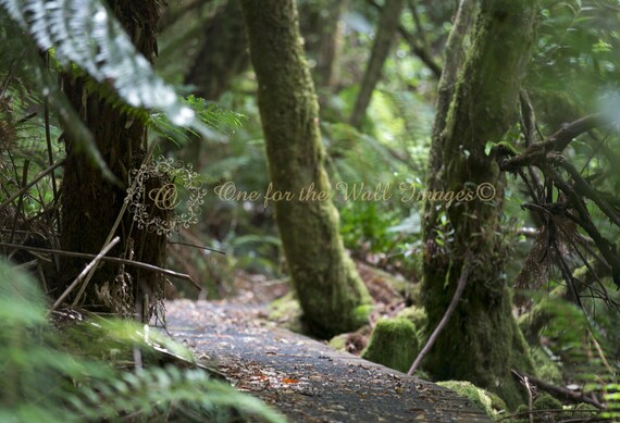 Rainforest Path Digital Backdrop Background Stock Etsy