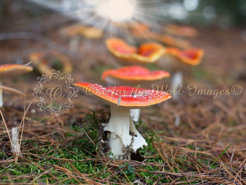 Toadstool Digital Backdrop Background Fantasy Fairy Elf - Etsy