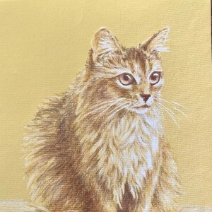 May include: A detailed pencil drawing of a long-haired cat with brown fur, sitting on a yellow background. The cat has a fluffy tail and is looking to the right.