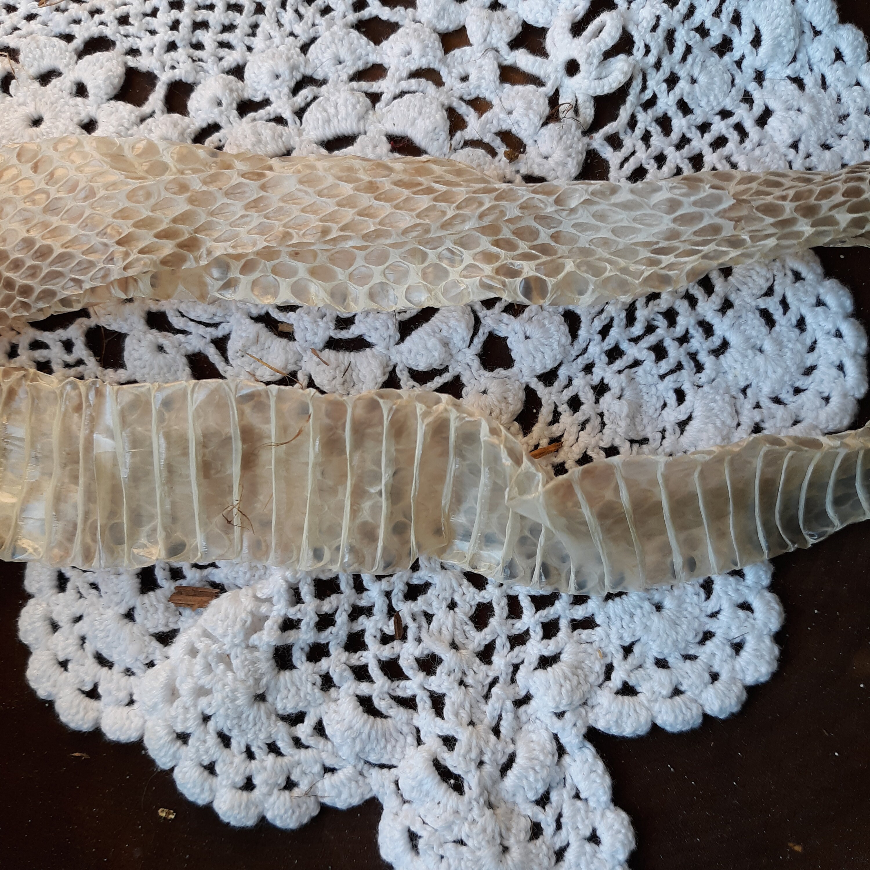 Copperhead Snake Skin for sale | Only 2 left at -70%