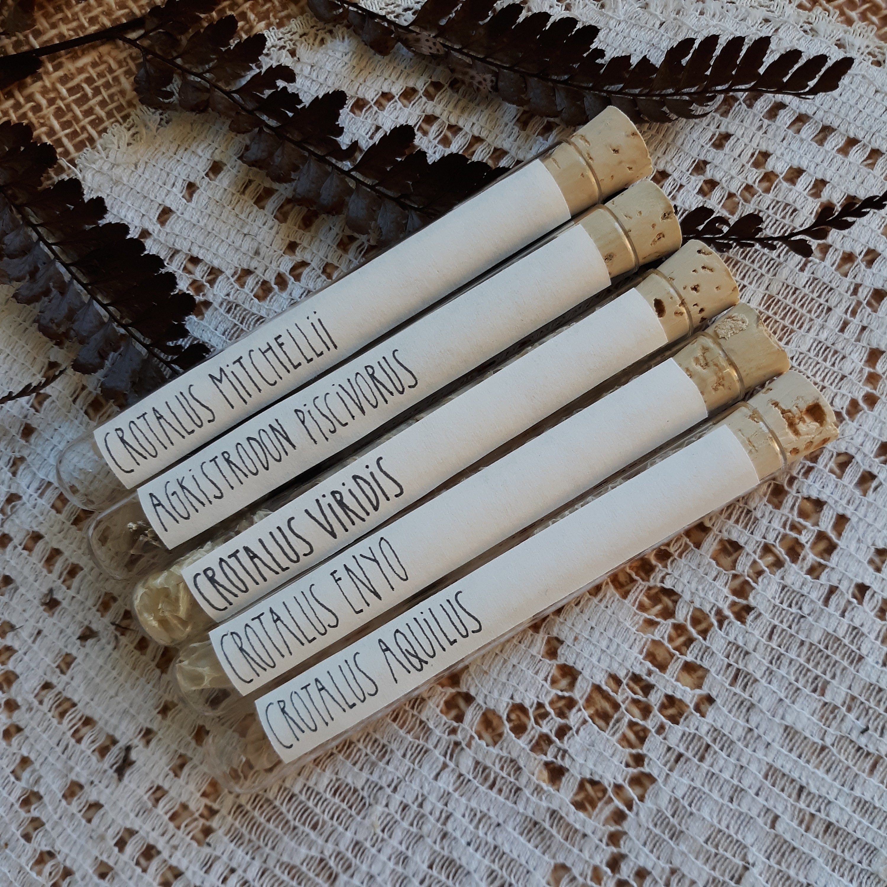 Copperhead Snake Skin for sale Only 2 left at 70