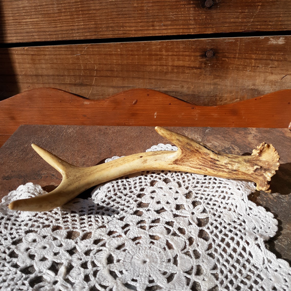 Taxidermy A Echtes Hirschgeweih Geweih Hund Kaulehre Etsy