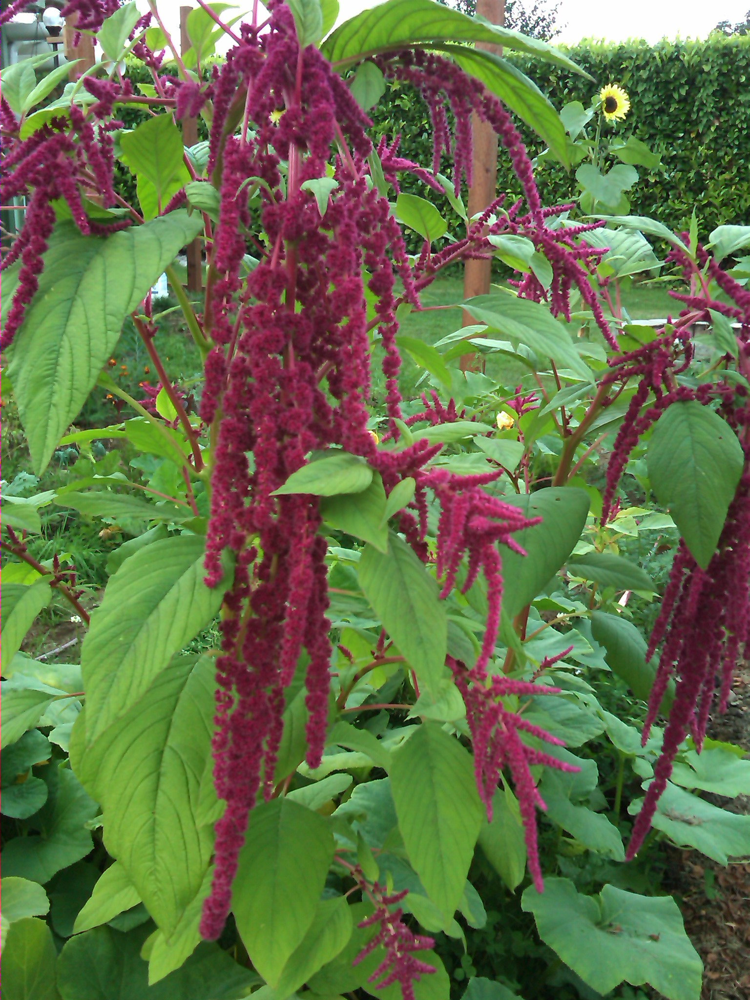 Love Lies Bleeding Amaranth Seeds | Etsy