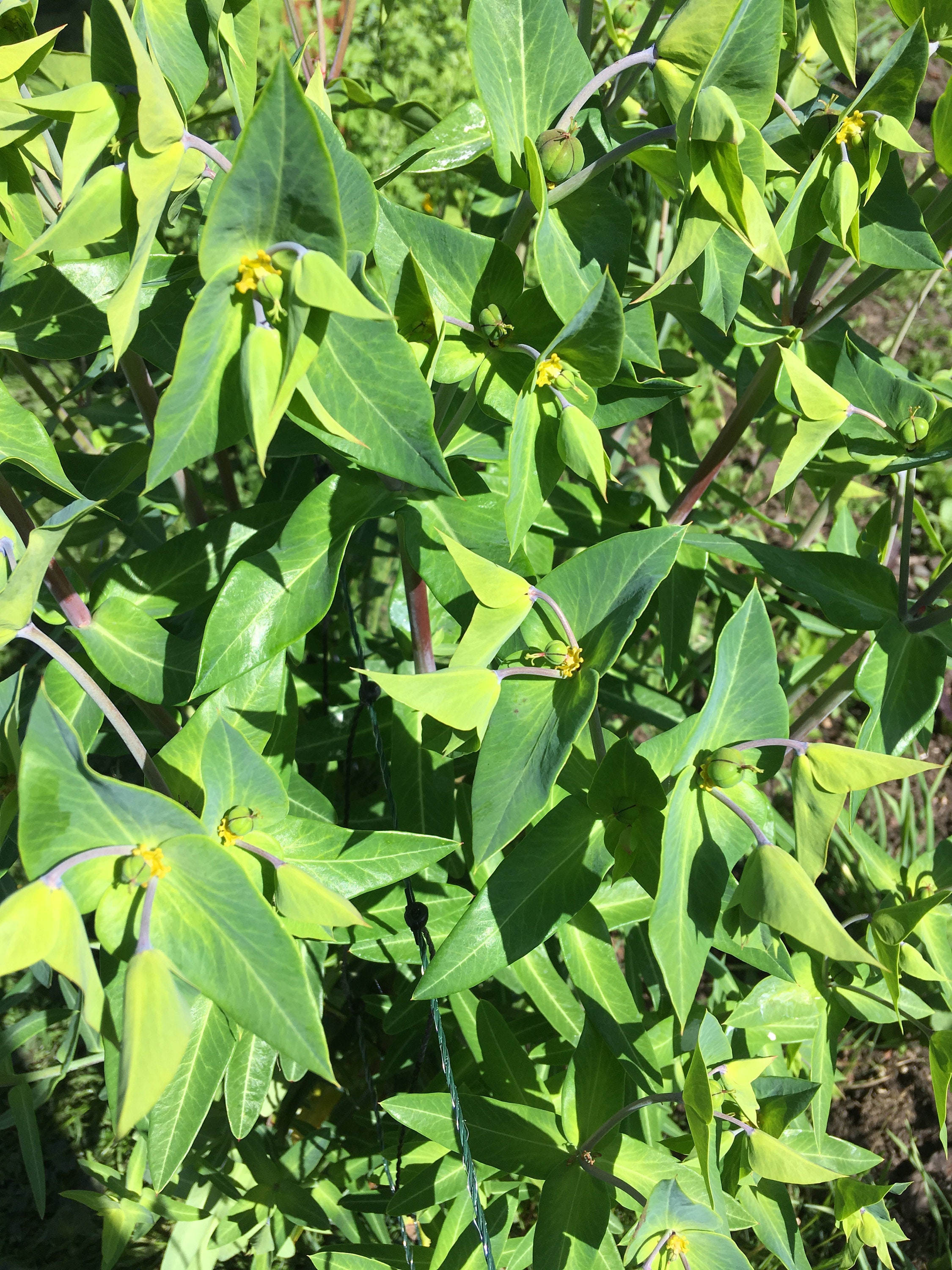 Gopher Spurge Seeds Euphorbia Lathyris Etsy