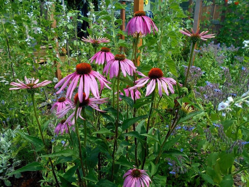 Echinacea Purpurea Seeds