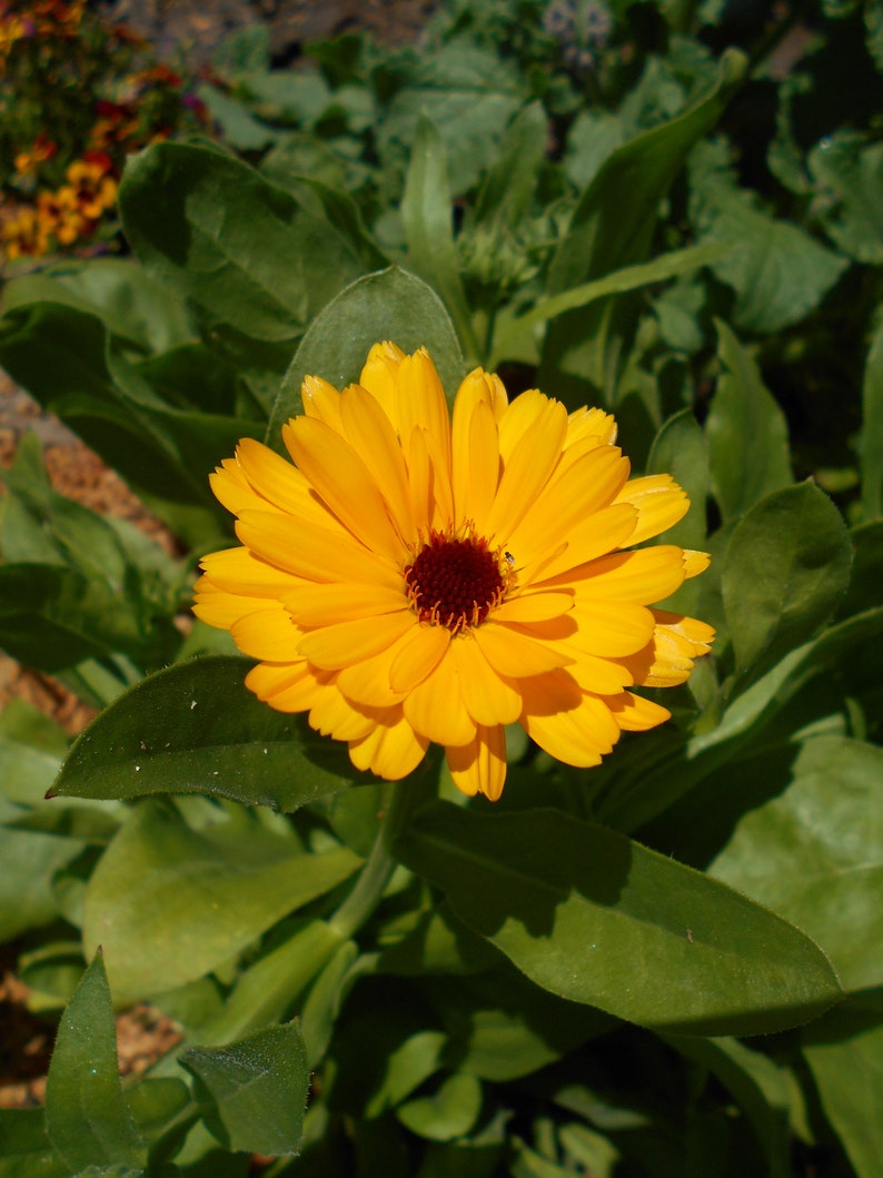 Calendula Seeds