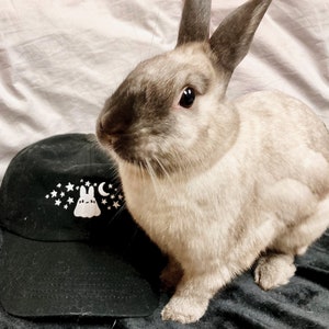 May include: A black baseball cap with a white graphic of a bunny, stars, and a crescent moon. A light brown and gray bunny is next to the cap. The bunny has long ears and is looking at the camera.