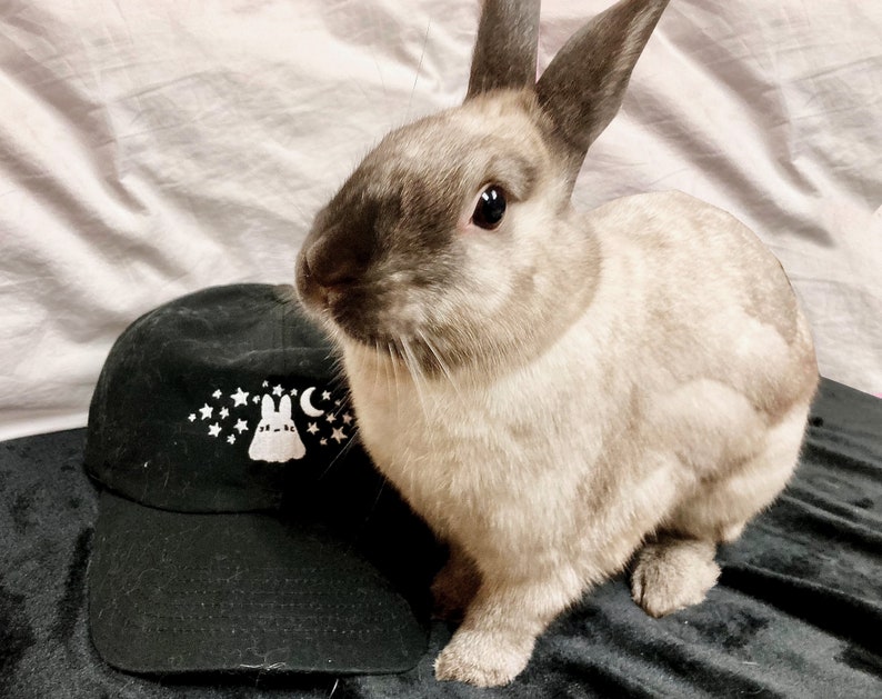 May include: A black baseball cap with a white graphic of a bunny, stars, and a crescent moon. A light brown and gray bunny is next to the cap. The bunny has long ears and is looking at the camera.