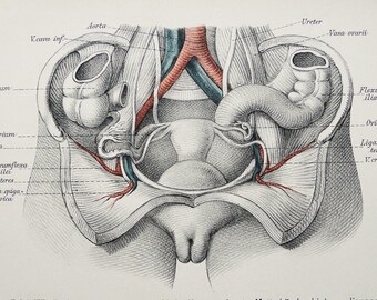 vagina-anatomy-nn