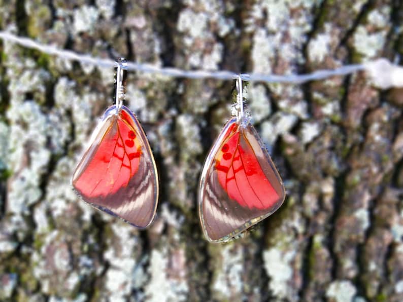 Real Butterfly earrings real preserved laminated resining Butterfly ear dangles 925 sterling silver Agrias Claudina Lugens