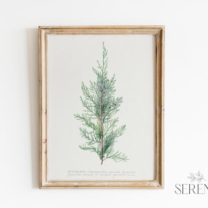 Winter Botanical Print, Pine Tree Printable Art, Natural Christmas Print, Antique Print, Juniper Branch Vintage Print, Printable Winter Art