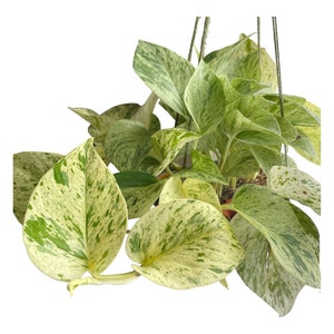 Schneekönigin Pothos Ausschnitte