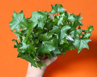 GERMAN IVY trailing/ climbing plant