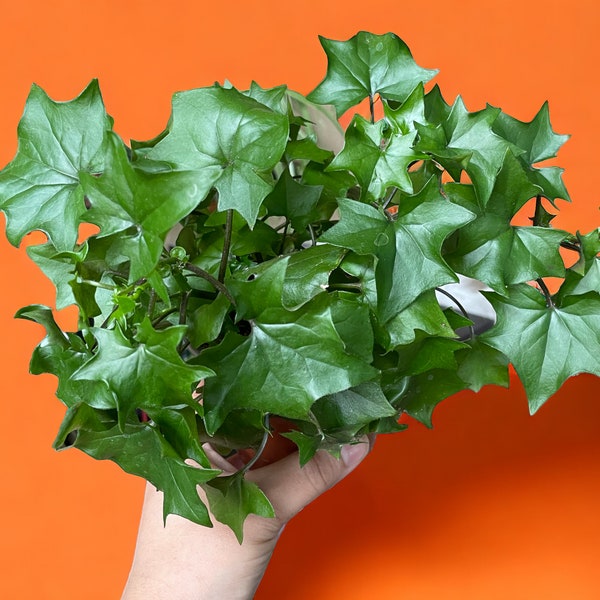 GERMAN IVY trailing/ climbing plant