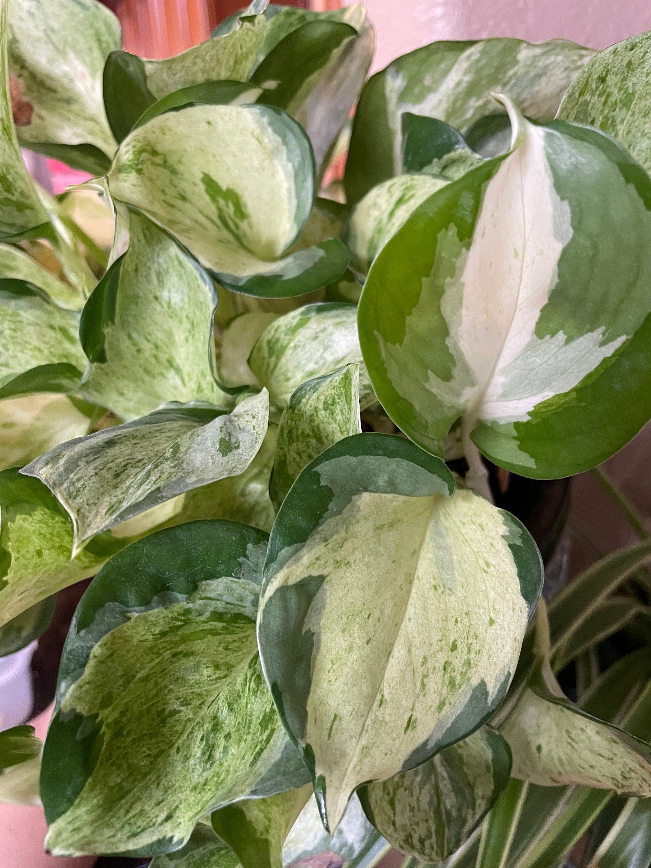 philodendron red beauty pflege Philodendron 'Red Beauty' – Conservatory Archives