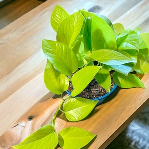 Live Neon Pothos