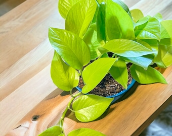 Live Neon Pothos