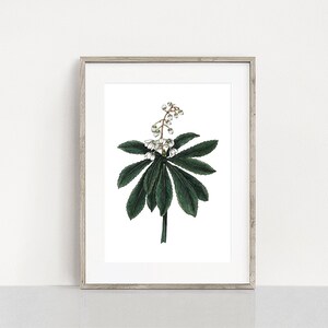 Botanical Art Print,  Australian Flora, Tasmanian Laurel, A5 Print, Home Office Art