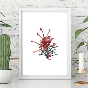 Living Room Wall Art, Botanical Art Print, Australian Flora, Canberra Gem, A5 Art Print