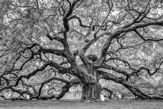 Angel Oak Tree Monochrome Charleston South Carolina Black White Nature Photo Cool Wall Decor Art Print Poster 24x36