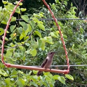 May include: A small hummingbird with grey and brown feathers perched on a copper-coloured metal swing. The swing features a triangular frame made of twisted copper wire and a horizontal perch bar, suspended by a small metal chain at the top.