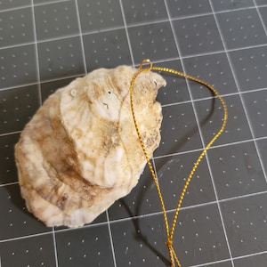 May include: A white oyster shell with a gold string attached to it. The shell is rough and textured, and the string is tied to a small loop at the top of the shell.