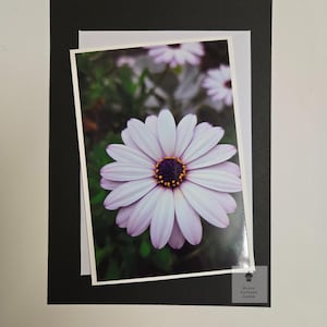 Cartes vierges photo marguerite | Papeterie florale | Cartes de correspondance florales | Toutes les cartes de visite